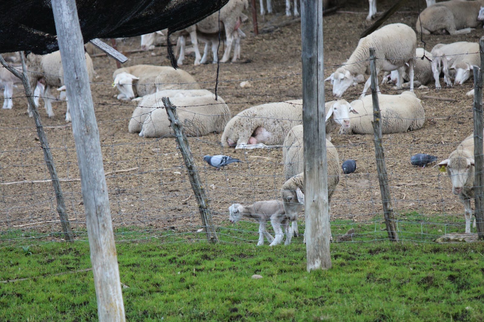 Historia y Genealogía Guadalaviar. Teruel