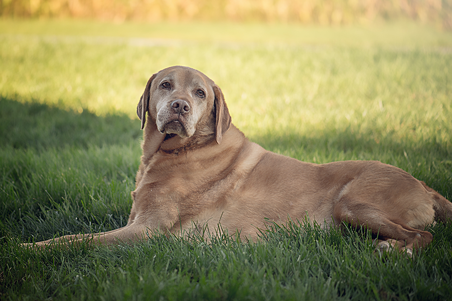 when to euthanize a with hemangiosarcoma knatolee s world when to euthanize a with hemangiosarcoma knatolee s world