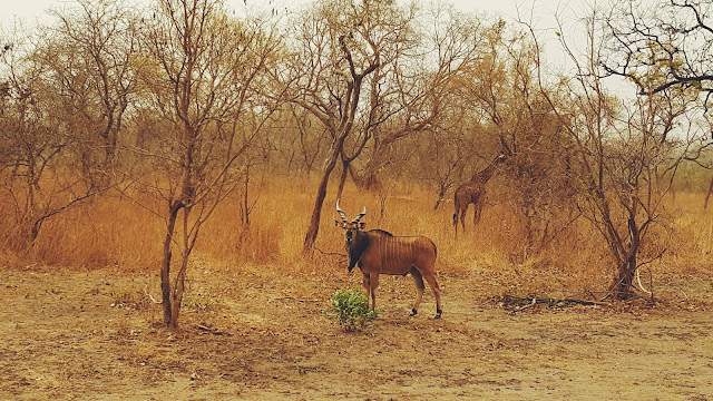 Fathala luonnonreservaatti Senegal