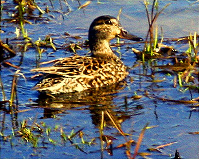 nature tales and camera trails: Green-winged Teal for Camera Critters