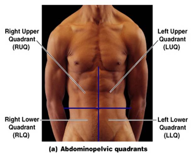 Квадранты живота анатомия. Upper lobe перевод. Side chest. Four abdominal quadrants. Upper left quadrant of the abdomen.