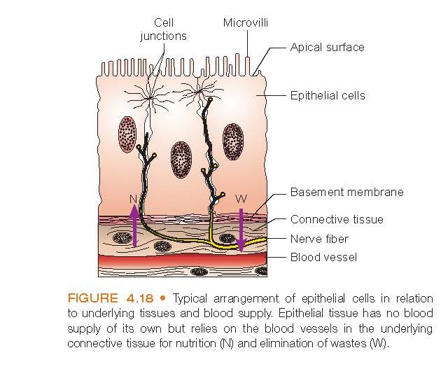 Typical arrangement of epithelial cells in relation to underlying tissues and blood supply. Epithelial tissue has no blood supply of its own but relies on the blood vessels in the underlying connective tissue for nutrition (N) and elimination of wastes (W).