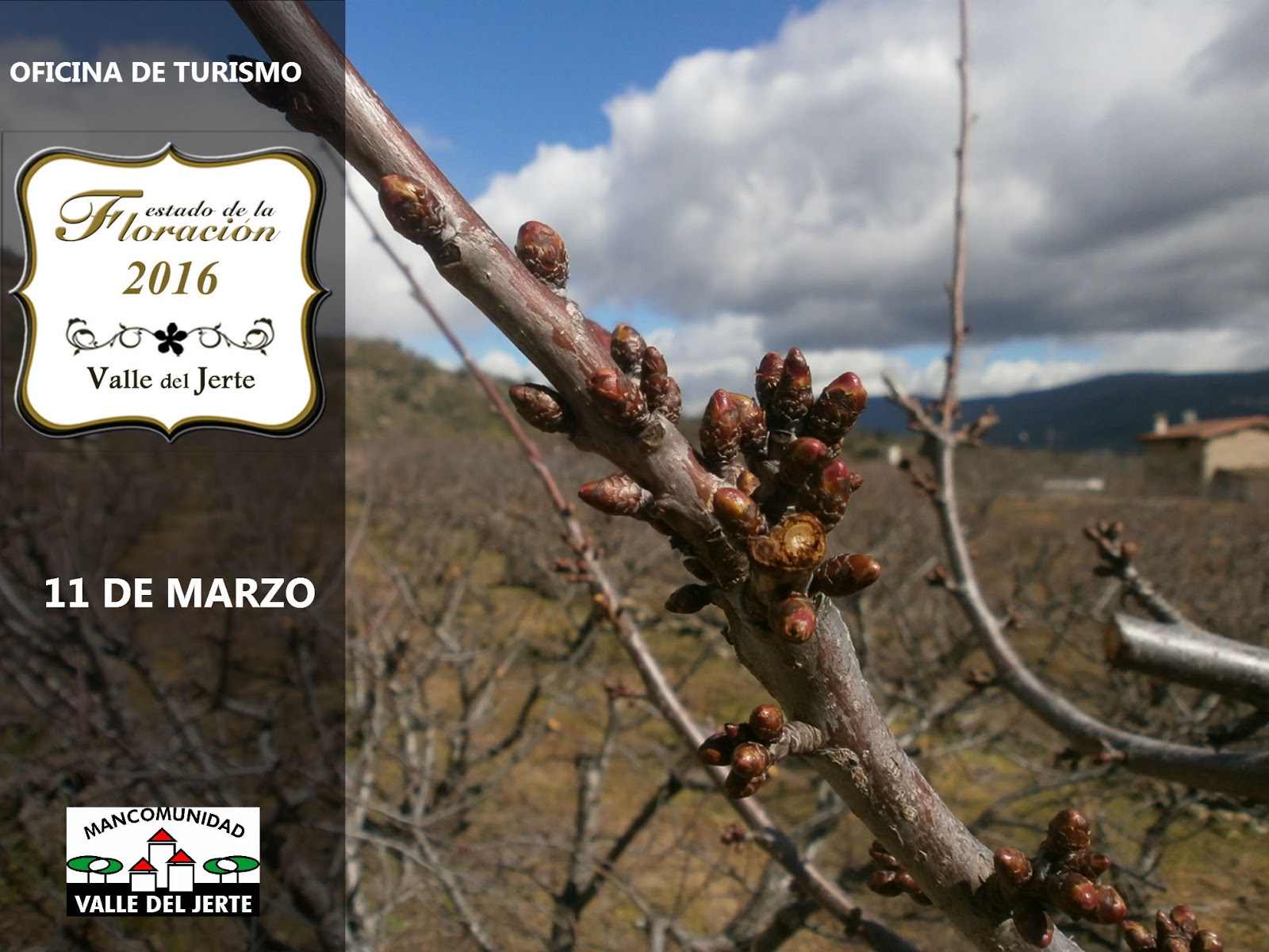 Estado de la floración a 11 de marzo 2016 Estado de la floración a 11 de marzo 2016