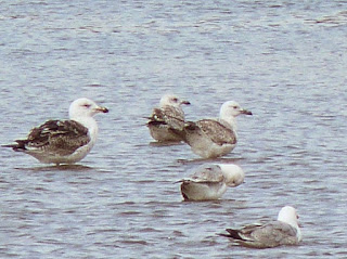 http://stevesbirdingblog.blogspot.co.uk/2015/03/cutesy-caspo.html