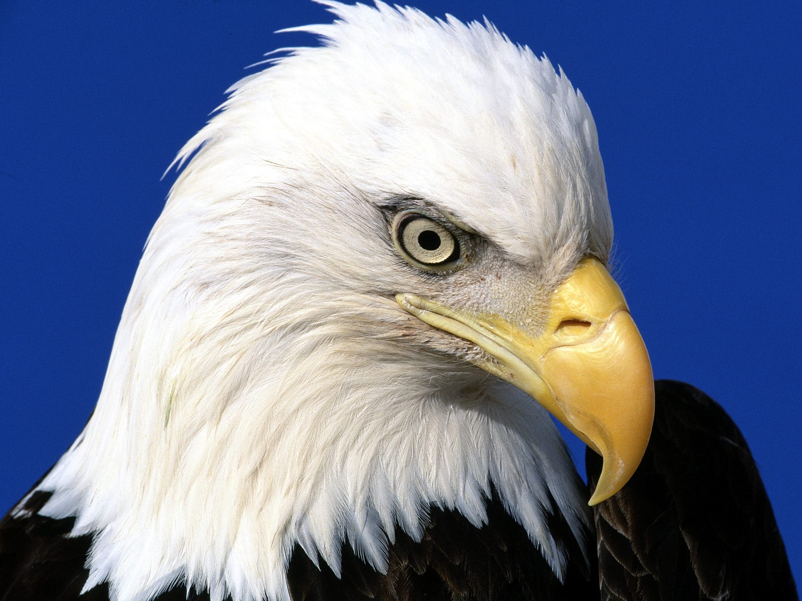eagle clip art high resolution - photo #24