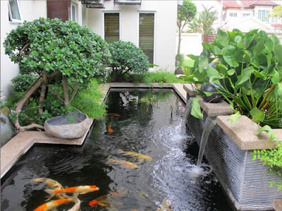 Harga pembuatan kolam ikan koi - kolam minimalis di surabaya