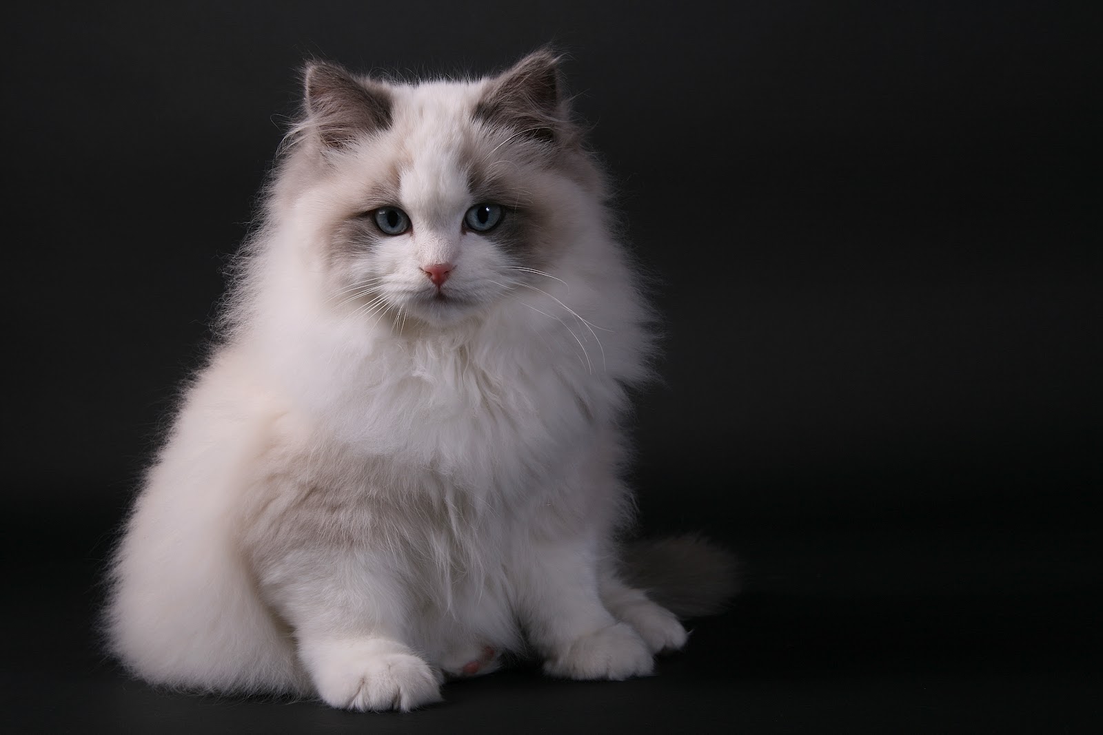 Ragdoll: MALE