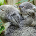 Новородена коала за пръв път напуска торбата на майка си (видео)