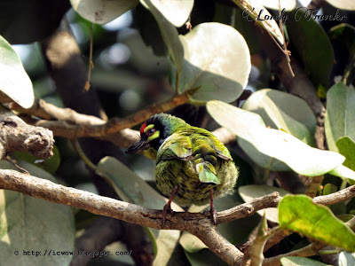 Coppersmith barbet - Megalaima haemacephala