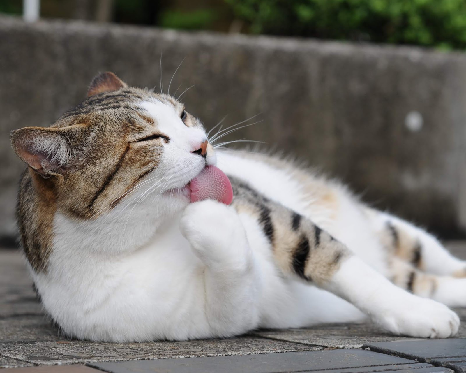 кошка умывается на кровати примета