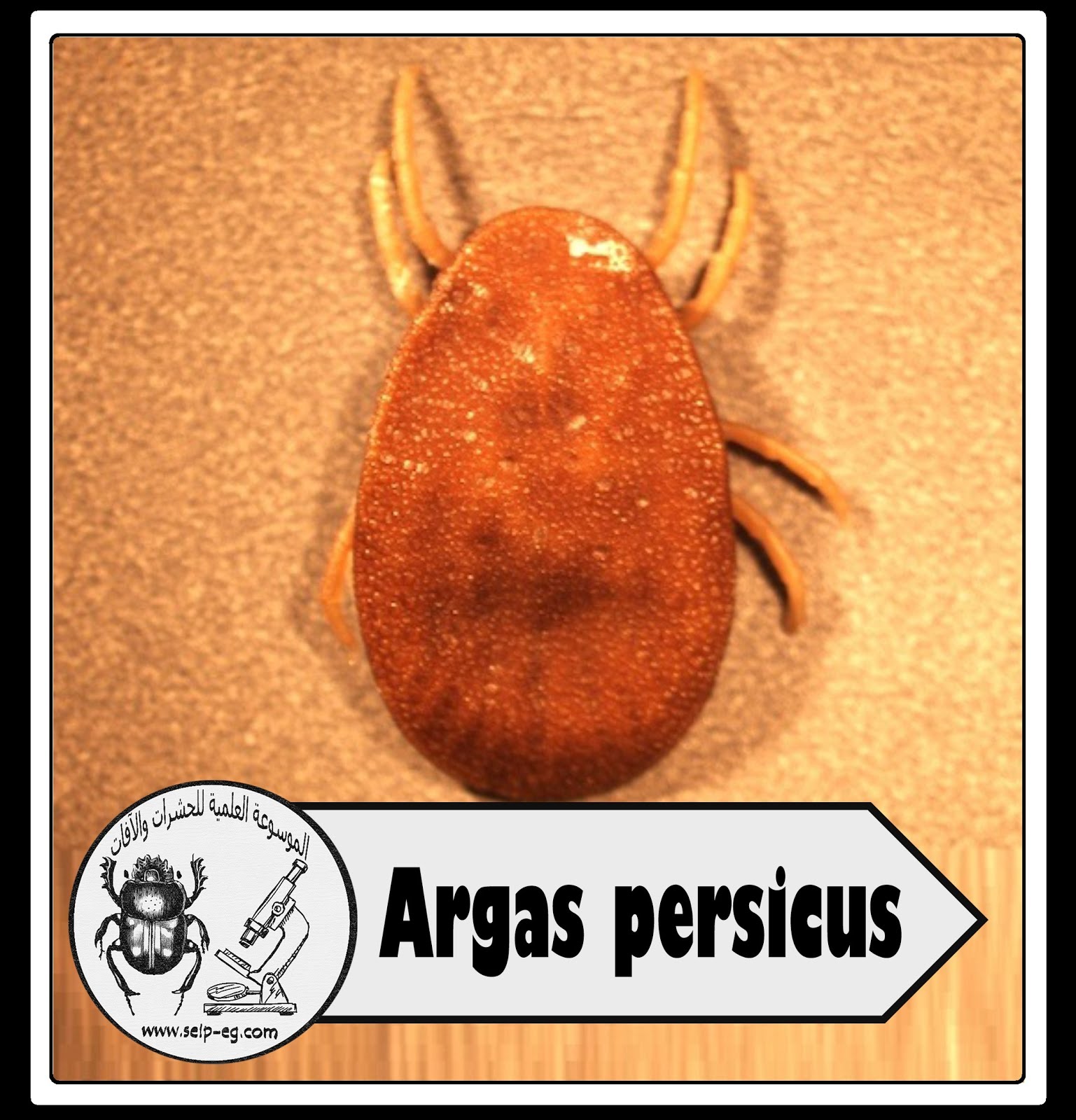 القراد اللين Argasidae قراد الدجاج Fowl Tick دورة الحياة وطرق المكافحة