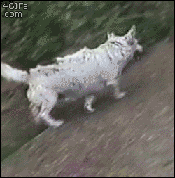 Dog scratching own back gif picture