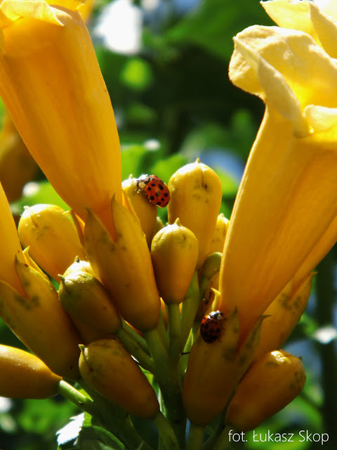 milin pnącze o żółtych kwiatach