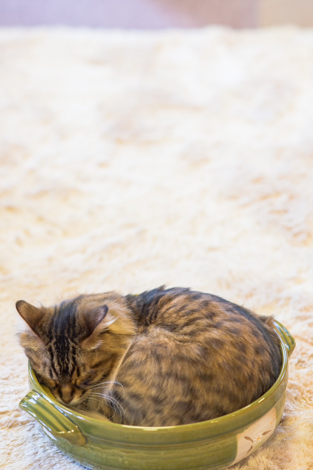鍋の中で丸くなって寝ているベンガルの写真