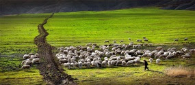küçükbaş hayvancılık kucukbas-hayvancilik-besi-ciftligi