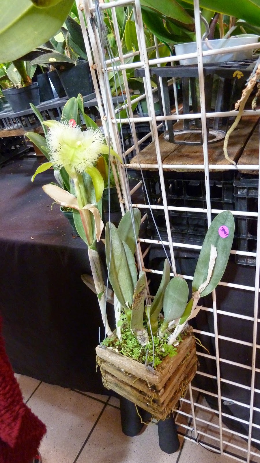 Hooray! Plants!: Pictures From: The Greater Orlando Orchid Society's