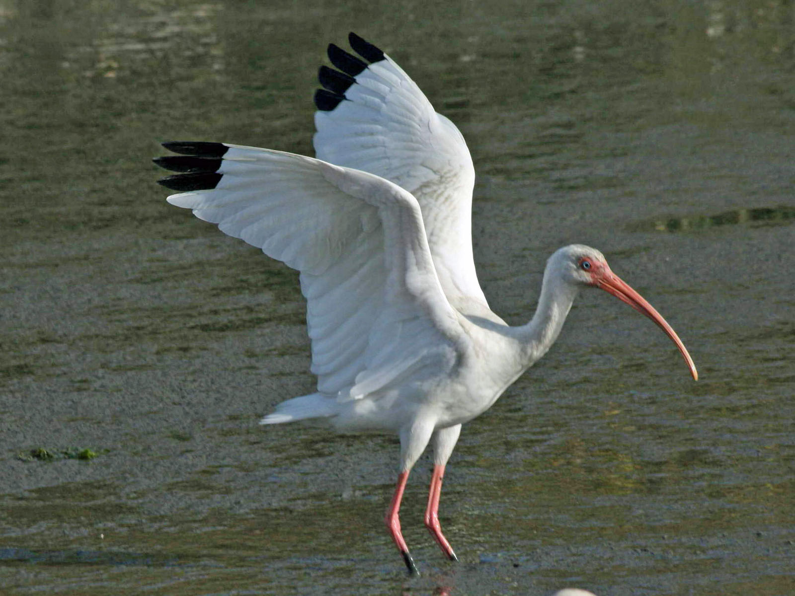 white ibis pictures