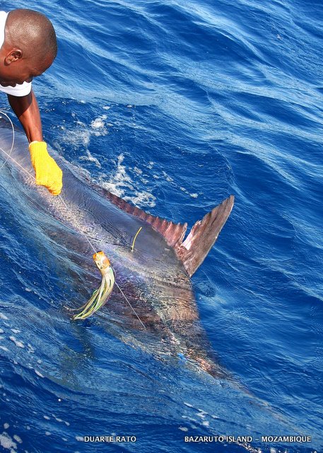 International Fishing News: MOZAMBIQUE: Bazaruto archipelago report