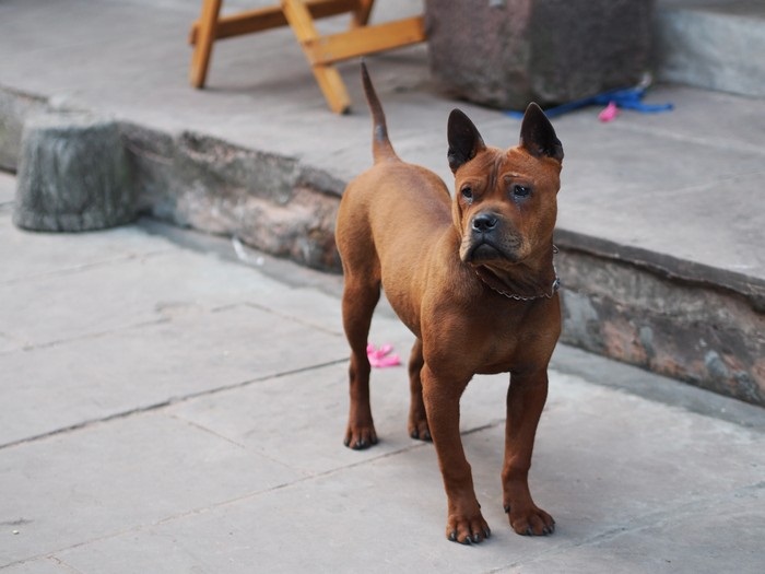 İlgini Çek Dünyanın En Pahalı Köpeği TOP10