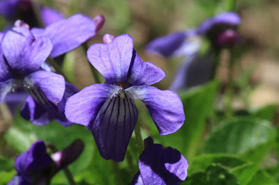 Viola adunca (hookedspur violet)