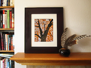 a majestic tree dressed in pumpkin orange autumn leaves