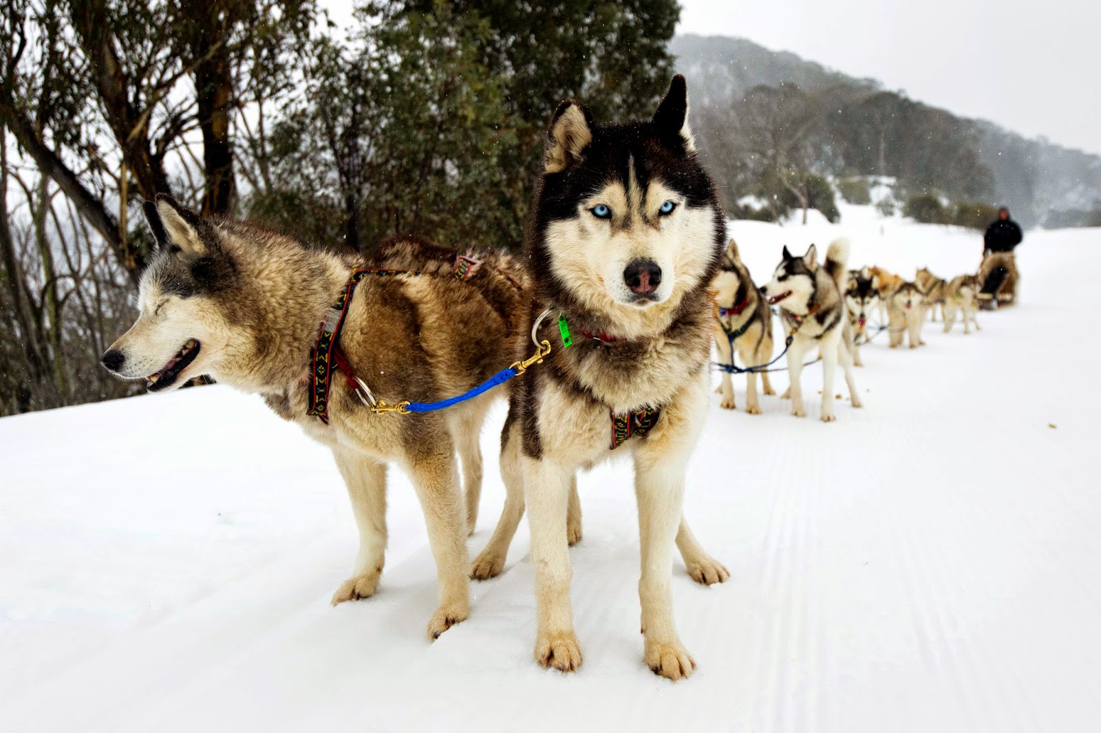 Mt Buller Sled Dogs Tours