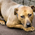 Dog Detects Where Human Body Parts Are Sold In Anambra State With Its Nose