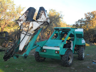 Harvesting olives