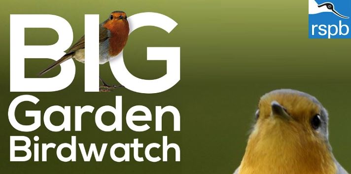 Image result for Big Bird watch 2019