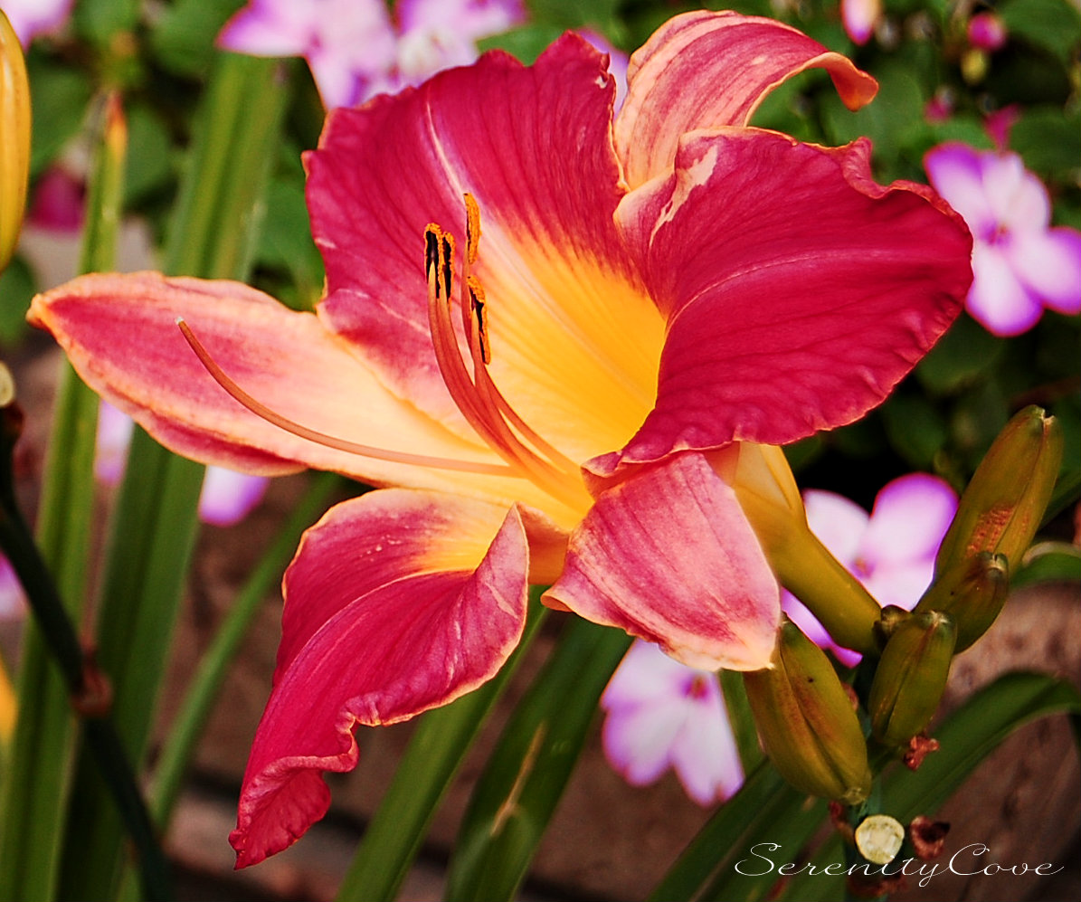 Serenity Cove Daylilies in Bloom