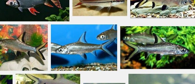 Cara Merawat Ikan Bala Shark