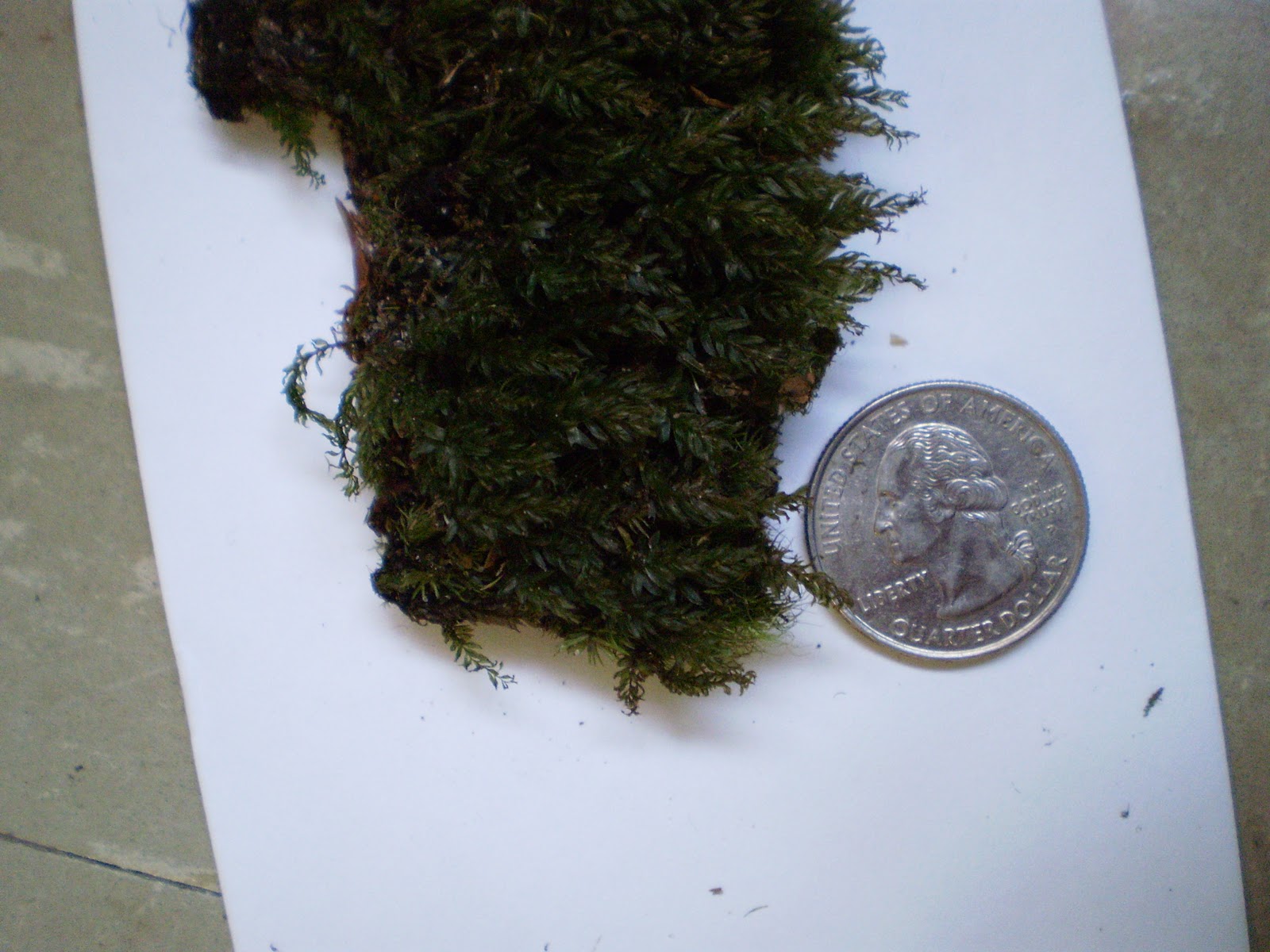 Unearthing Bryophytes Specimen 15 Carpet Moss