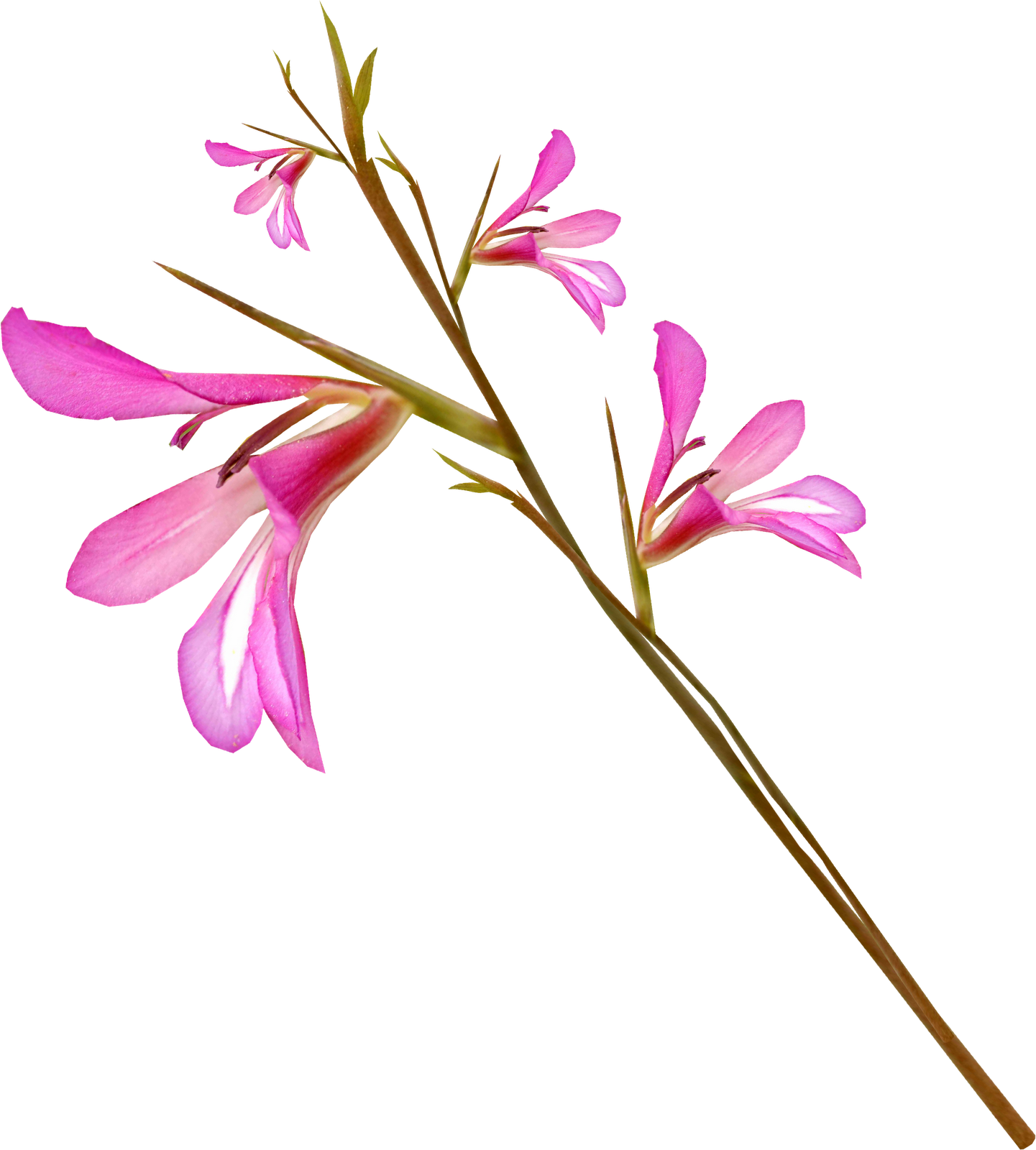 розы на длинной ножке. кринум каламистратум аквариумное растение. длинный стебелек. длинный стебелек. цветок на стебле.