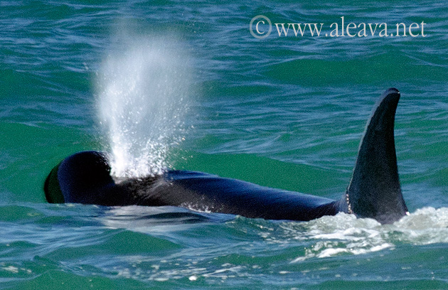 Diferencias entre la respiración de las ballenas y las orcas Respiración de la Orca