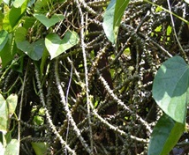Brotowali Brotowali