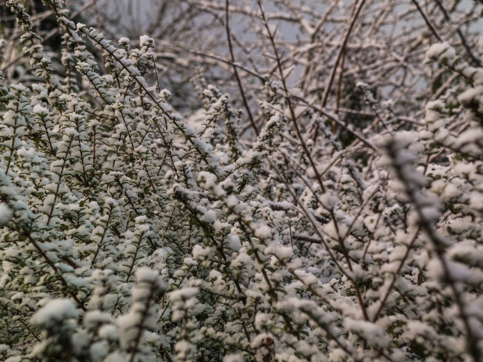 Snow covered branches in a hedge.