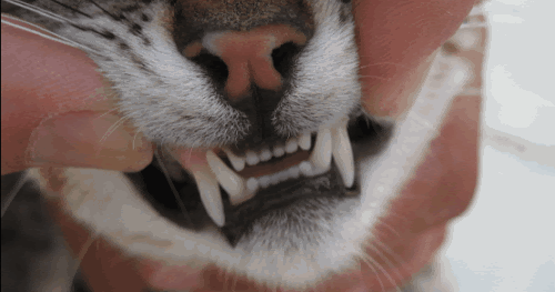 Repulsión En consecuencia Botánico TODO SOBRE MI GATO: Todo sobre los dientes de tu gato: problemas, cuidados  y más