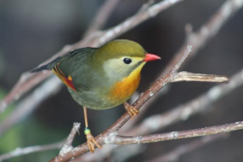 Pekin Robin Pekin Robin