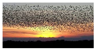 "Knowing Bird Migration"