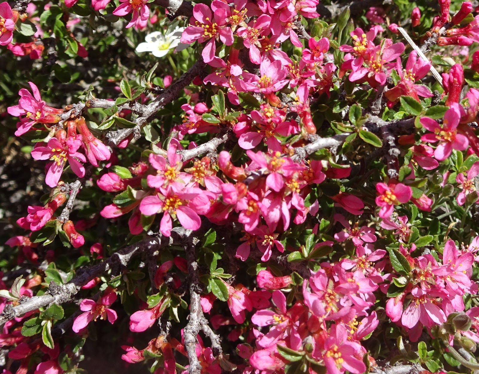 Prunus prostrata - Sanguina - Aranyoner postrat