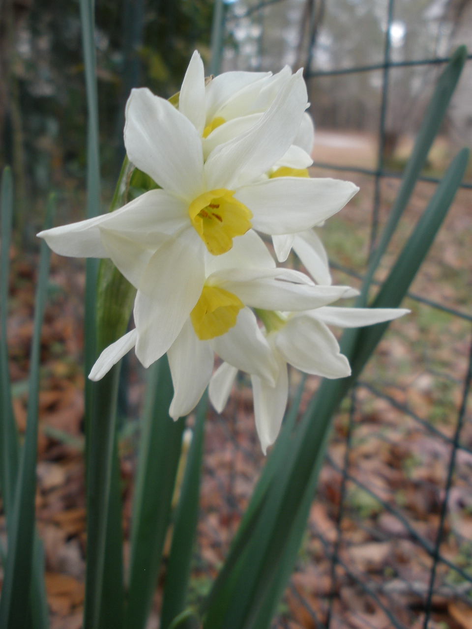 MARIETTE'S BACK TO BASICS {Winter Blooming Fragrant Daffodils!}