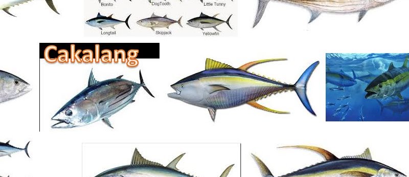 Jenis Ikan Tuna yang Populer di Dunia dan Gambarnya