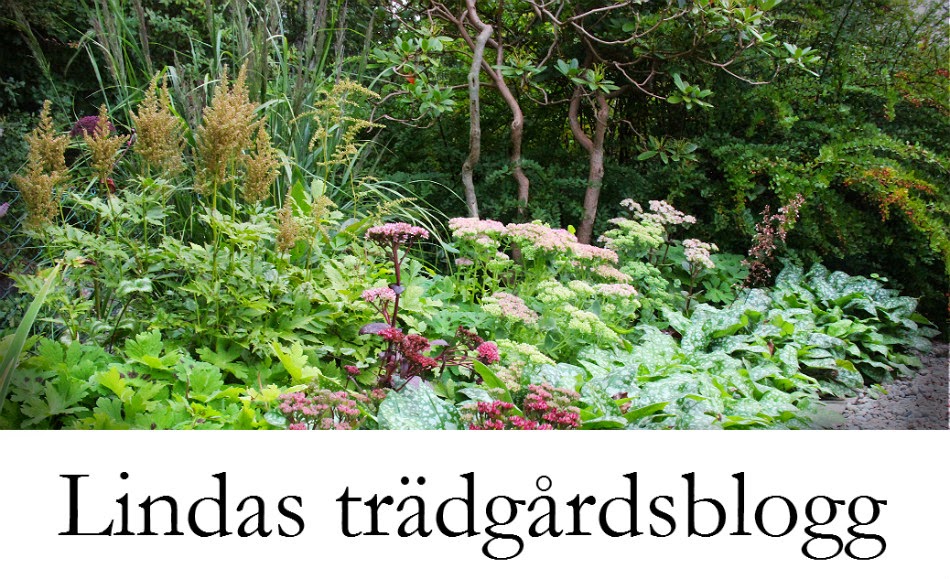 Lindas trädgårdsblogg
