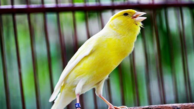 Download Mp3 Gratis Suara Burung Kenari Juara Dan Gacor