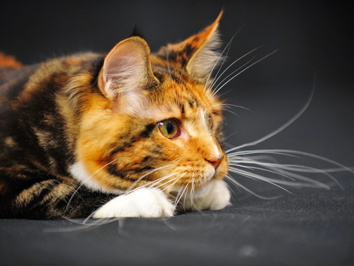 150 Gambar Kucing Lucu dan Imut (Anggora, Persia, Maine 