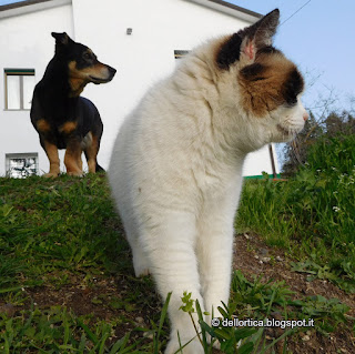 cane e gatto della fattoria didattica a Savigno Valsamoggia Bologna