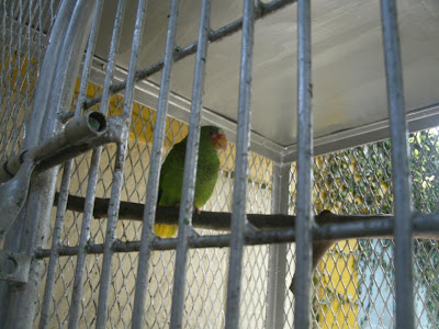 White-fronted Amazon Amazona albifrons