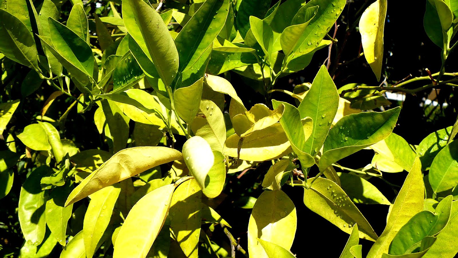 Yellow Leaves On Fruit Trees Yellow Choices