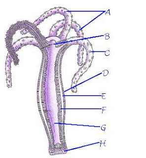 3 types of body cavities in animals picture