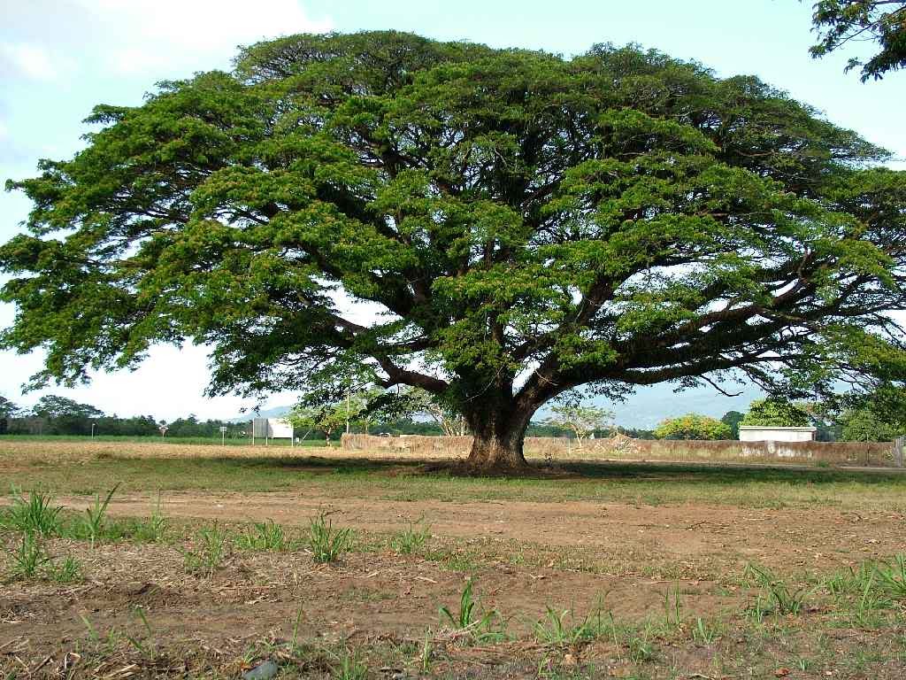 PlantWerkz Rain Tree Samanea Saman plantwerkz-rain-tree-samanea-saman